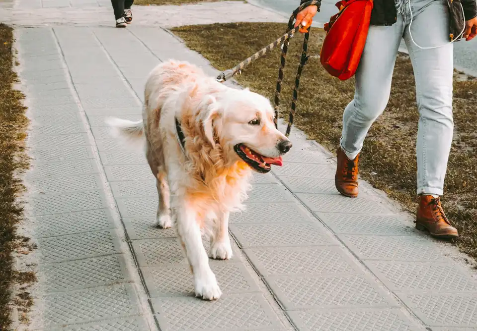 Person walking a golden retriever on a pavement